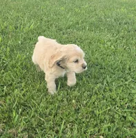 Willow's Black Collar, a male Cocker Spaniel for sale in Cadott, WI – 3 of 7