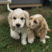 Oakley's Litter, black collar, a male Cocker Spaniel for sale in Cadott, WI – 8 of 9