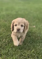 Willow's Green Collar, a female Cocker Spaniel for sale in Cadott, WI – 2 of 6