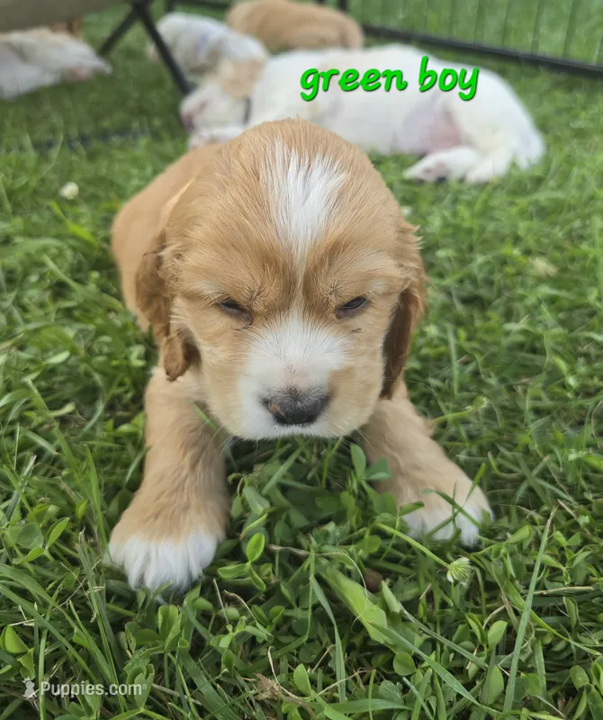 Oakley's Litter, green collar – Cocker Spaniel puppy for sale in Cadott, WI