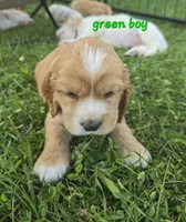 Oakley's Litter, green collar, a male Cocker Spaniel for sale in Cadott, WI – 1 of 2