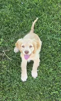 Willow's Yellow Collar, a female Cocker Spaniel for sale in Cadott, WI – 3 of 10