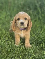 Willow's Purple Collar, a female Cocker Spaniel for sale in Cadott, WI – 2 of 9