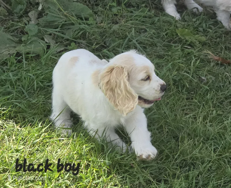 Oakley's Litter, black collar – Cocker Spaniel puppy for sale in Cadott, WI