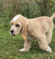 Oakley's Litter, orange collar, a male Cocker Spaniel for sale in Cadott, WI – 3 of 8