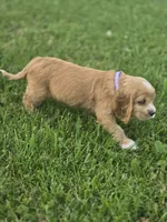 Willow's Purple Collar, a female Cocker Spaniel for sale in Cadott, WI – 5 of 9