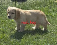 Oakley's Litter, red collar, a male Cocker Spaniel for sale in Cadott, WI – 4 of 5