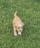 Willow' Red Collar, a female Cocker Spaniel for sale in Cadott, WI – 3 of 6