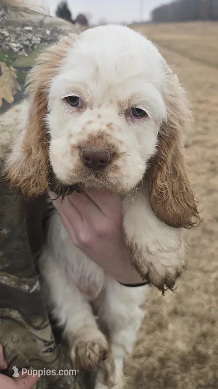 Marlee – Cocker Spaniel puppy for sale in Cadott, WI