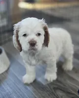 Marlee, a female Cocker Spaniel for sale in Cadott, WI – Photo 2 of 7