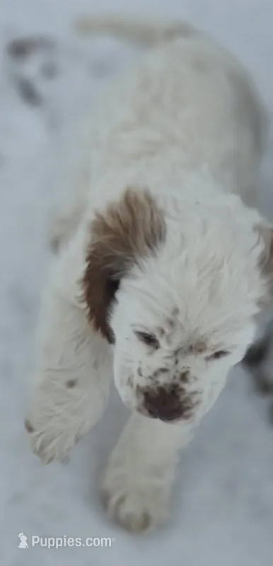 Marlee – Cocker Spaniel puppy for sale in Cadott, WI