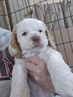 Marlee, a female Cocker Spaniel for sale in Cadott, WI – Photo 4 of 7