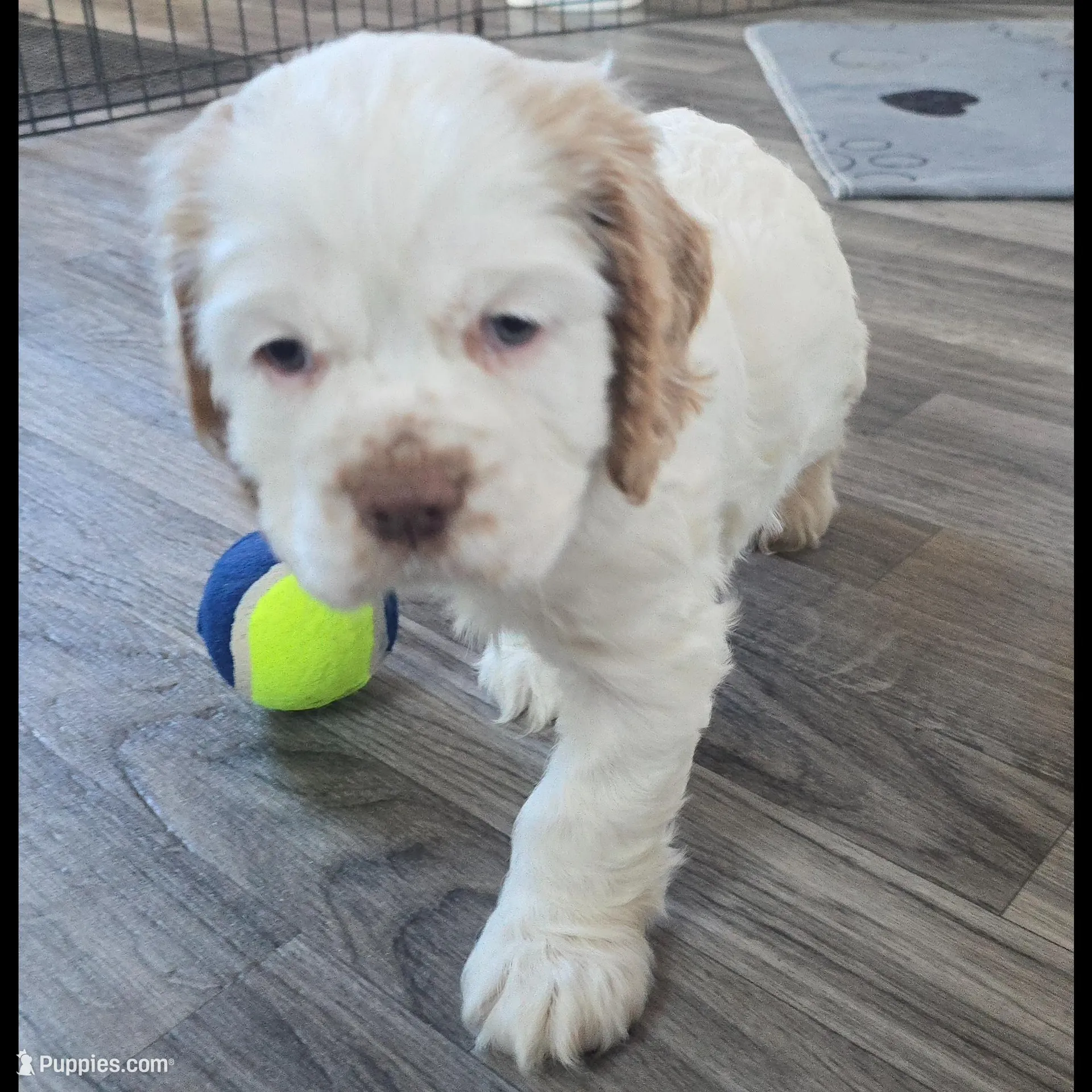 Marlee, a female Cocker Spaniel for sale in Cadott, WI – Photo 6 of 7