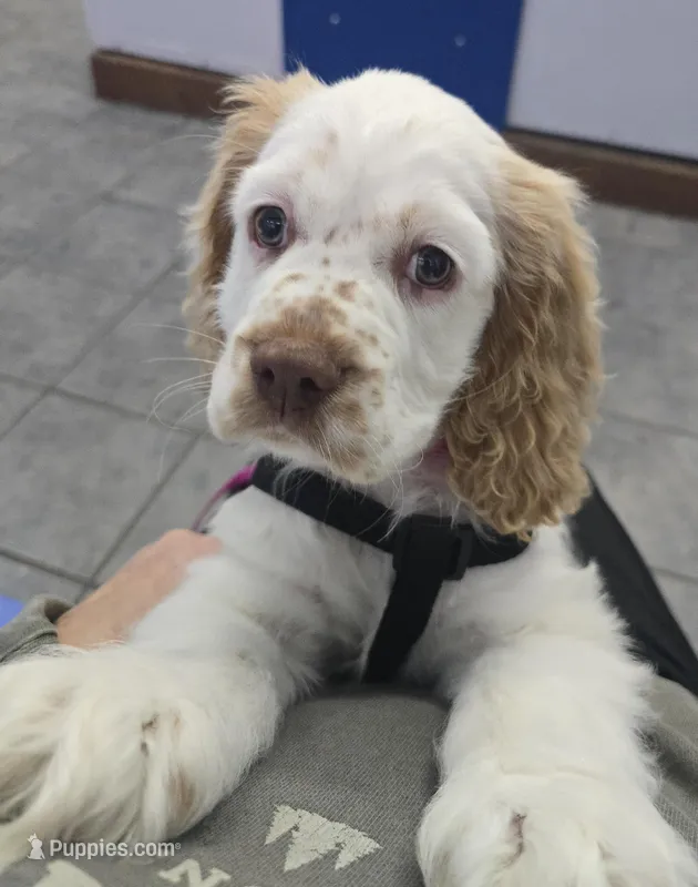 Marlee – Cocker Spaniel puppy for sale in Cadott, WI