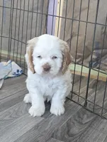 Marlee, a female Cocker Spaniel for sale in Cadott, WI – Photo 5 of 7