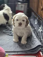 Marlee, a female Cocker Spaniel for sale in Cadott, WI – Photo 3 of 7