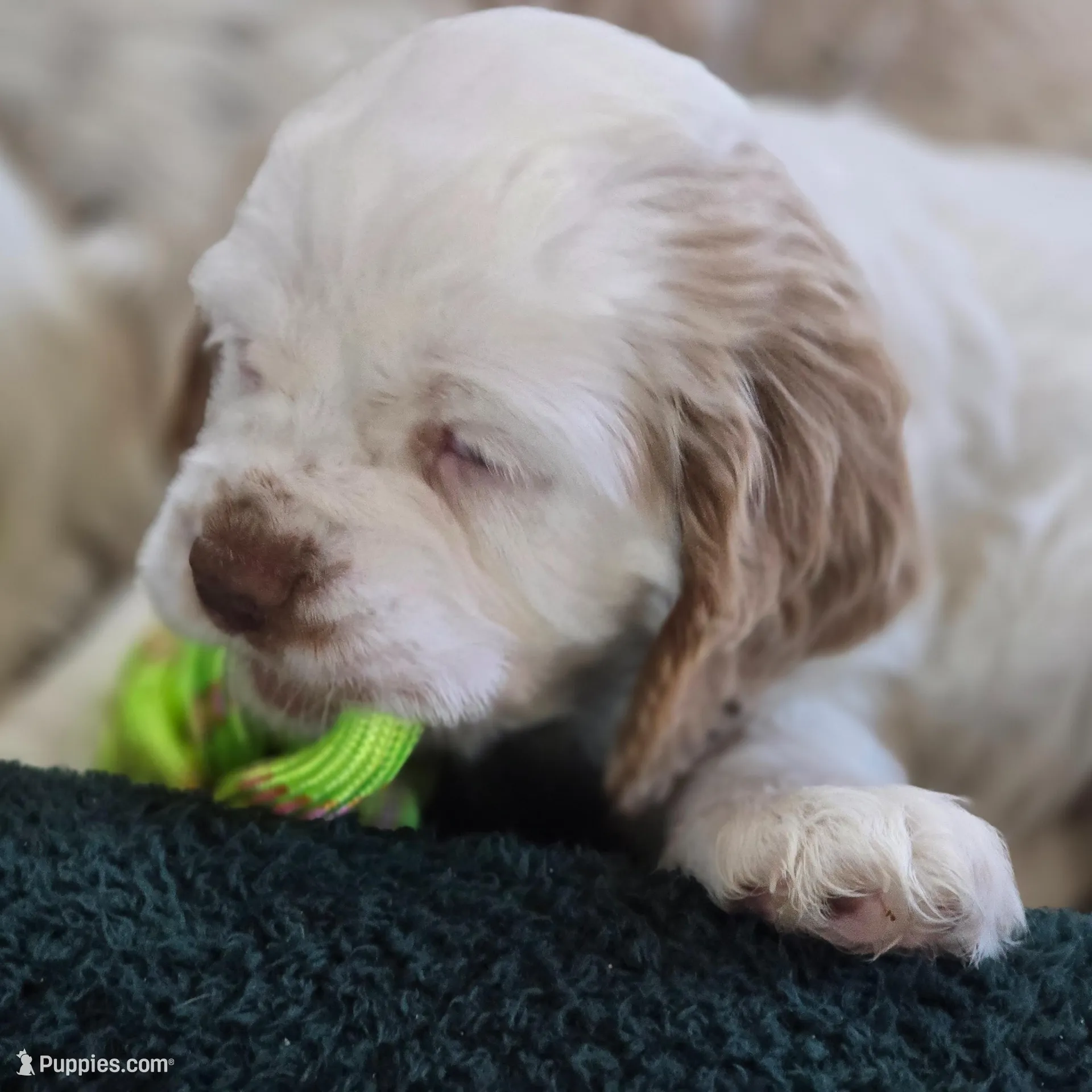 Marlee, a female Cocker Spaniel for sale in Cadott, WI – Photo 7 of 7
