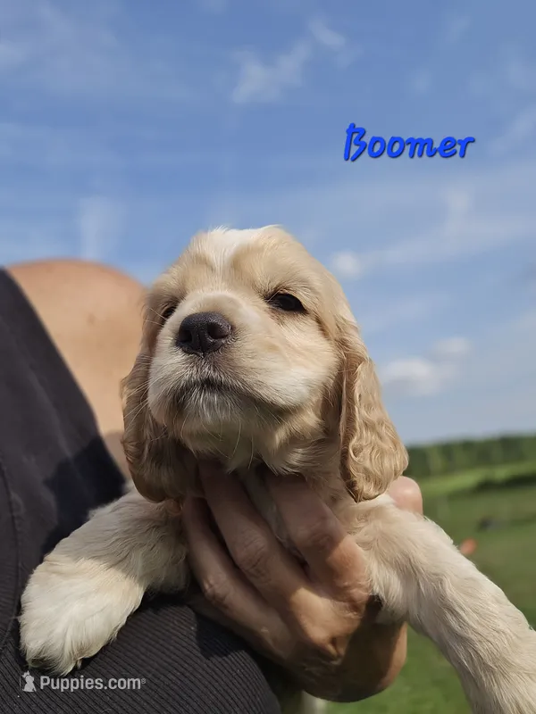 Boomer – Cocker Spaniel puppy for sale in Cadott, WI