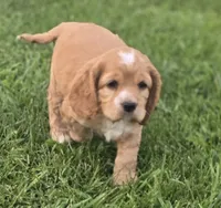 Willow's Brown Collar, a male Cocker Spaniel for sale in Cadott, WI – 6 of 8