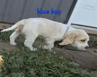 Oakley's Litter, blue collar, a male Cocker Spaniel for sale in Cadott, WI – 5 of 7