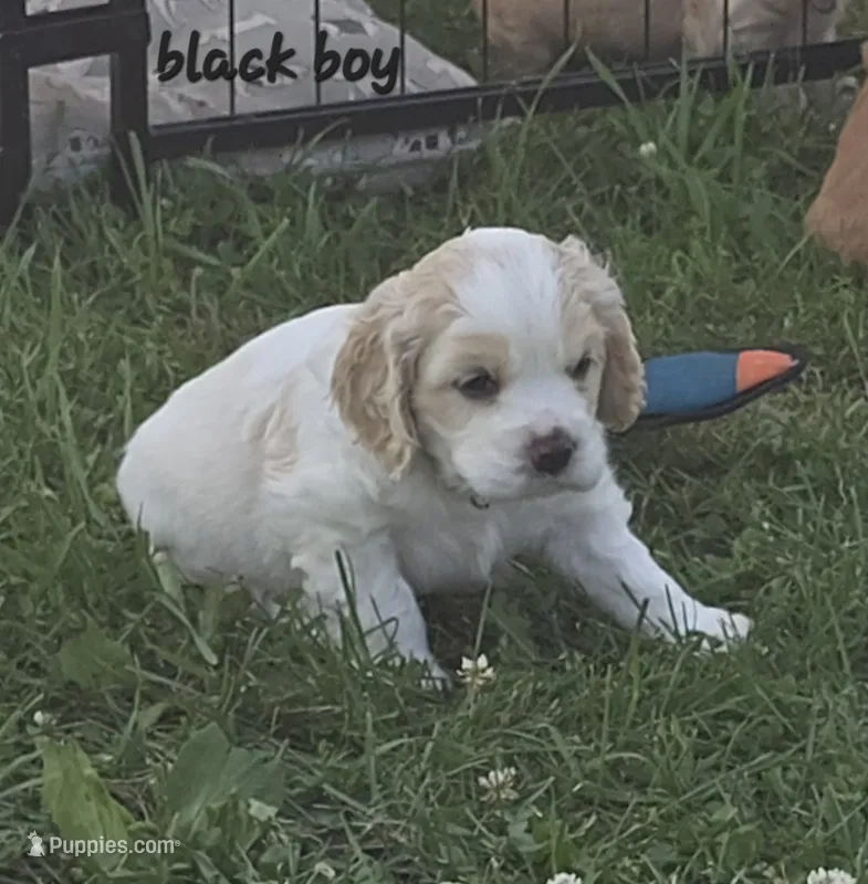 Oakley's Litter, black collar – Cocker Spaniel puppy for sale in Cadott, WI