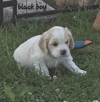 Oakley's Litter, black collar, a male Cocker Spaniel for sale in Cadott, WI – 1 of 1
