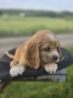 Willow's Purple Collar, a female Cocker Spaniel for sale in Cadott, WI – 7 of 9