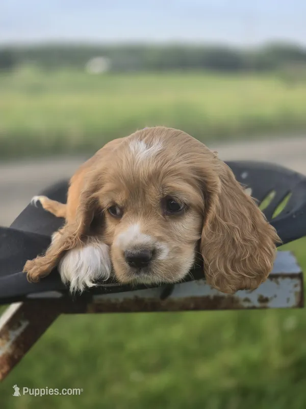 Willow's Purple Collar – Cocker Spaniel puppy for sale in Cadott, WI