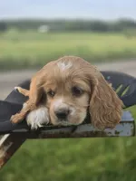 Willow's Purple Collar, a female Cocker Spaniel for sale in Cadott, WI – 1 of 9