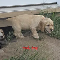 Oakley's Litter, red collar, a male Cocker Spaniel for sale in Cadott, WI – 3 of 5