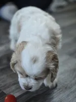 Mable, a female Cocker Spaniel for sale in Cadott, WI – Photo 9 of 10