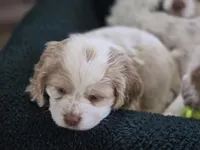 Mable, a female Cocker Spaniel for sale in Cadott, WI – Photo 8 of 10