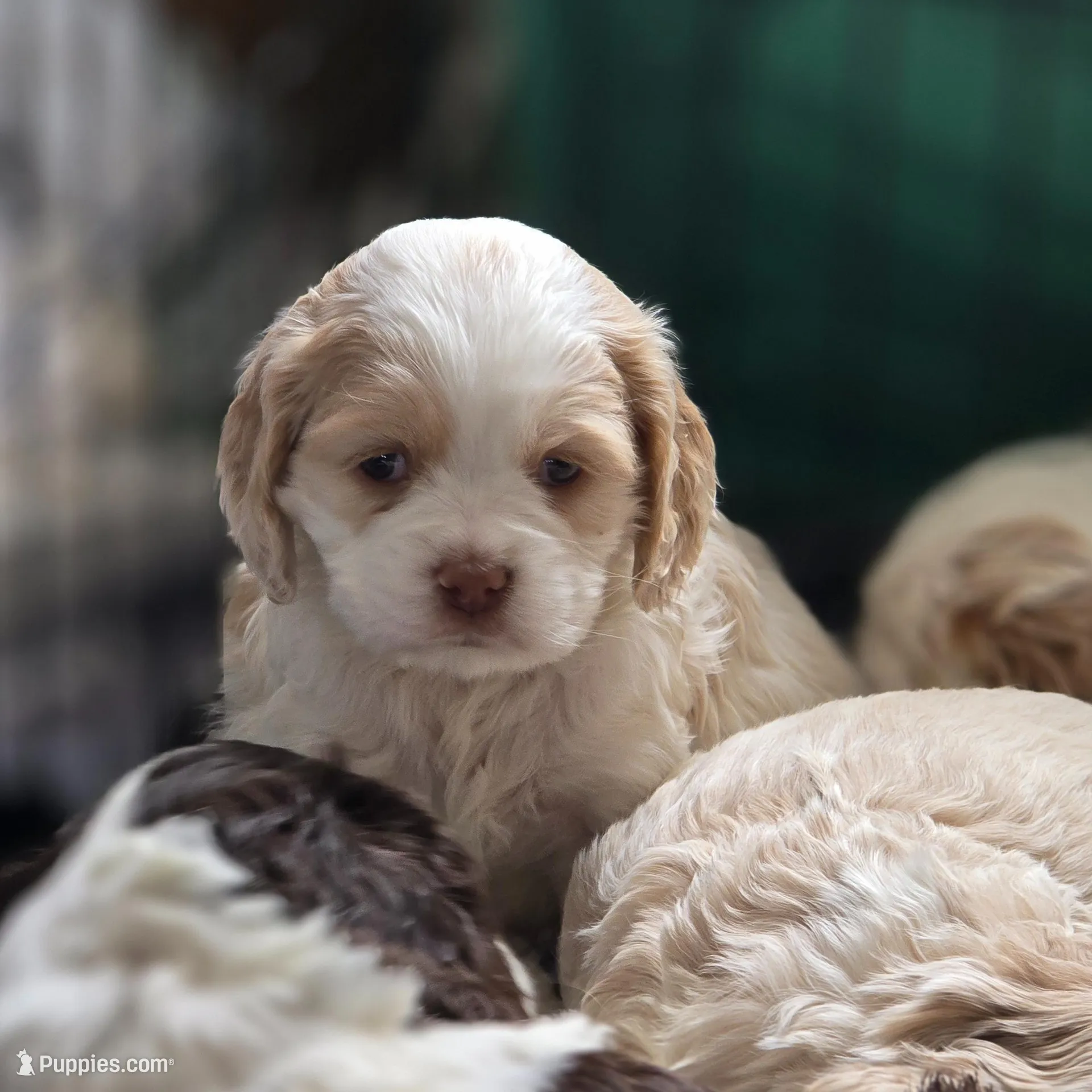 Mable, a female Cocker Spaniel for sale in Cadott, WI – Photo 7 of 10