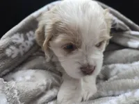 Mable, a female Cocker Spaniel for sale in Cadott, WI – Photo 3 of 10