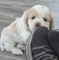 Mable, a female Cocker Spaniel for sale in Cadott, WI – Photo 4 of 10