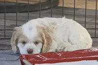 Mable, a female Cocker Spaniel for sale in Cadott, WI – Photo 6 of 10