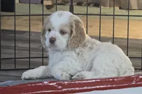 Mable, a female Cocker Spaniel for sale in Cadott, WI – Photo 5 of 10