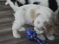 Mable, a female Cocker Spaniel for sale in Cadott, WI – Photo 10 of 10