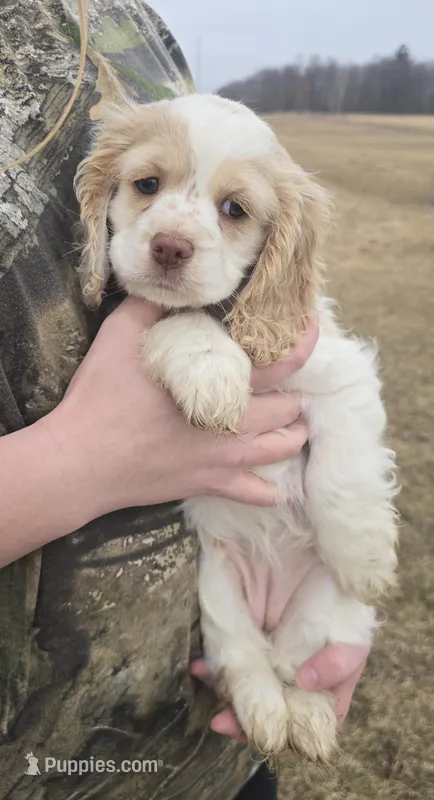 Mable – Cocker Spaniel puppy for sale in Cadott, WI
