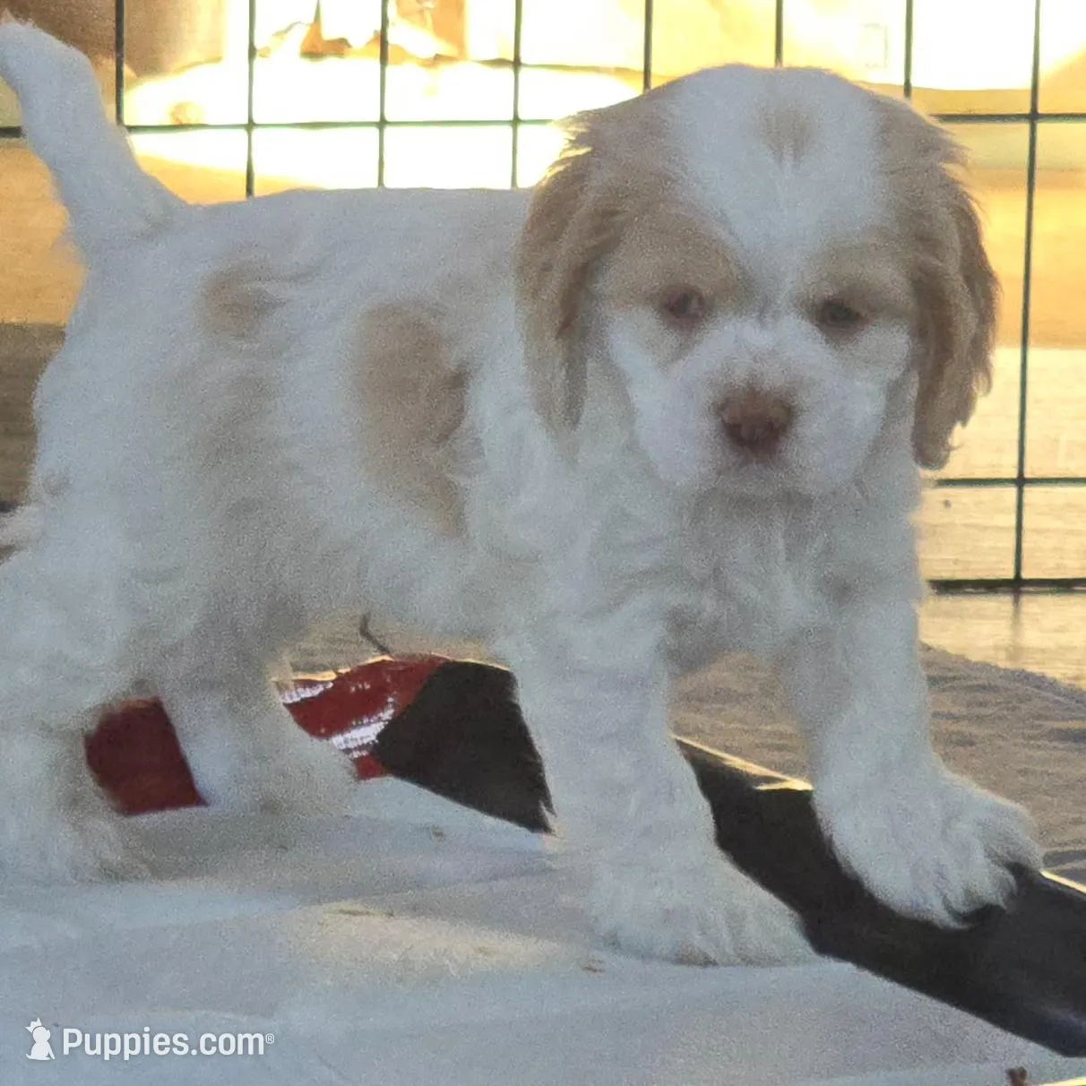 Mable, a female Cocker Spaniel for sale in Cadott, WI – Photo 2 of 10