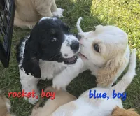 Oakley's Litter, blue collar, a male Cocker Spaniel for sale in Cadott, WI – 4 of 7