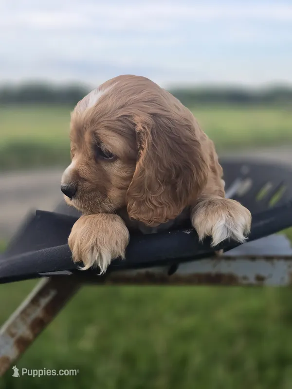 Willow's Brown Collar – Cocker Spaniel puppy for sale in Cadott, WI