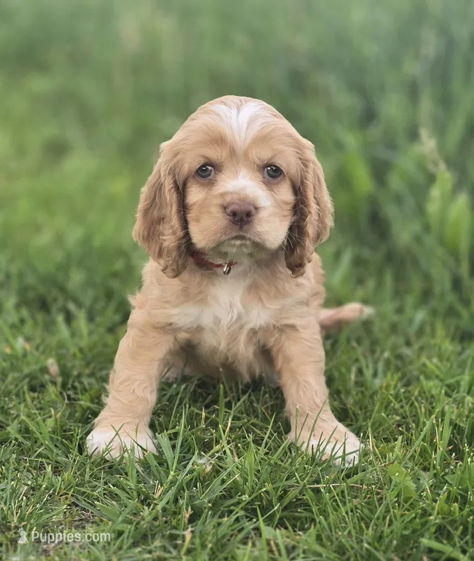 Willow' Red Collar – Cocker Spaniel puppy for sale in Cadott, WI