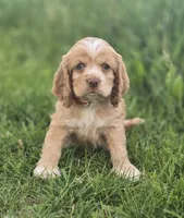 Willow' Red Collar, a female Cocker Spaniel for sale in Cadott, WI – 1 of 6