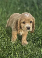 Willow's Purple Collar, a female Cocker Spaniel for sale in Cadott, WI – 4 of 9