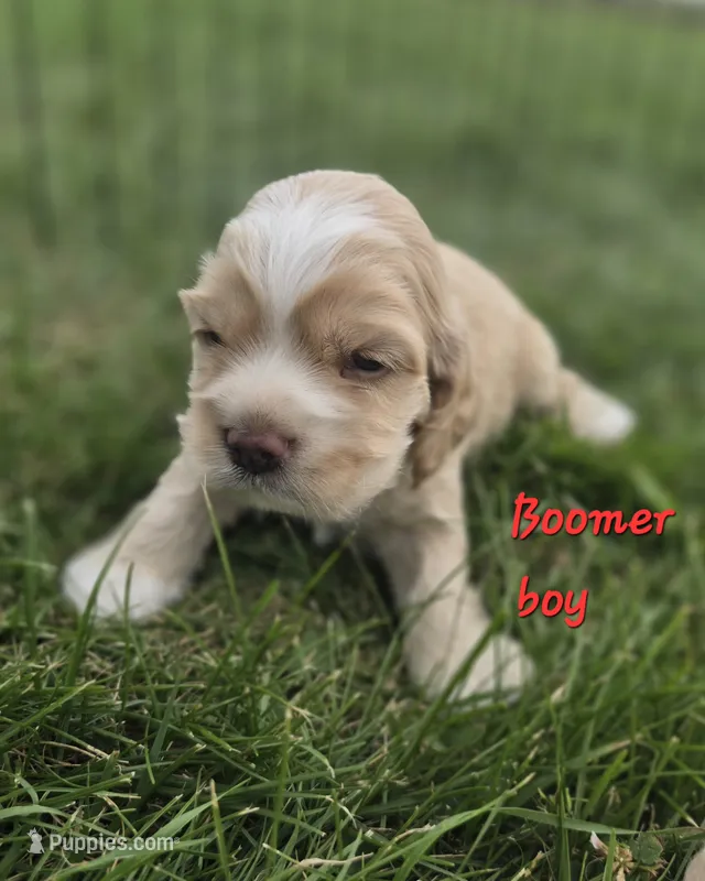 Boomer – Cocker Spaniel puppy for sale in Cadott, WI