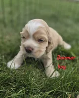 Boomer, a male Cocker Spaniel for sale in Cadott, WI – 1 of 1