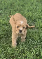 Willow's Pink Collar, a female Cocker Spaniel for sale in Cadott, WI – 4 of 6