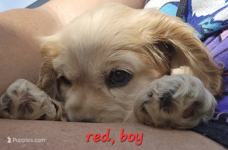 Oakley's Litter, red collar – Cocker Spaniel puppy for sale in Cadott, WI