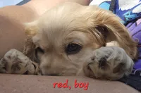 Oakley's Litter, red collar, a male Cocker Spaniel for sale in Cadott, WI – 1 of 5
